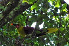 Psarocolius bifasciatus