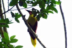 Psarocolius bifasciatus