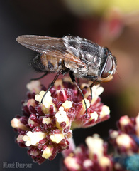 Rhyncomya paradoxa