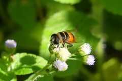 Phytomia argyrocephala