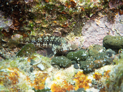 Parablennius goreensis