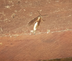 Apoica pallens image