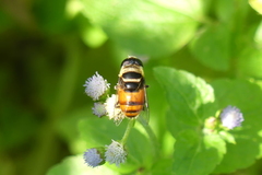 Phytomia argyrocephala