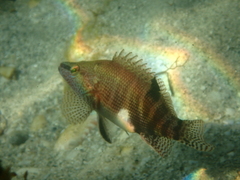 Serranus subligarius