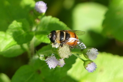 Phytomia argyrocephala