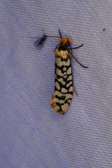 Moerarchis clathrata