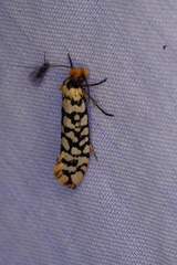 Moerarchis clathrata