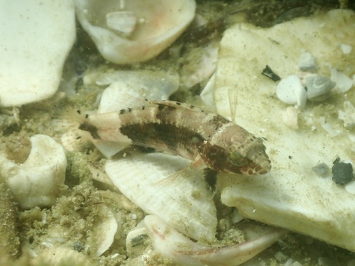 Pygmy sea bass (Serraniculus pumilio) — Serranidae — 3
