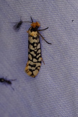 Moerarchis clathrata