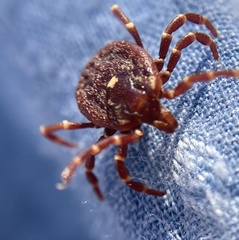 Amblyomma triguttatum