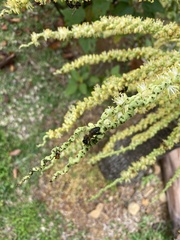 Apis mellifera unicolor