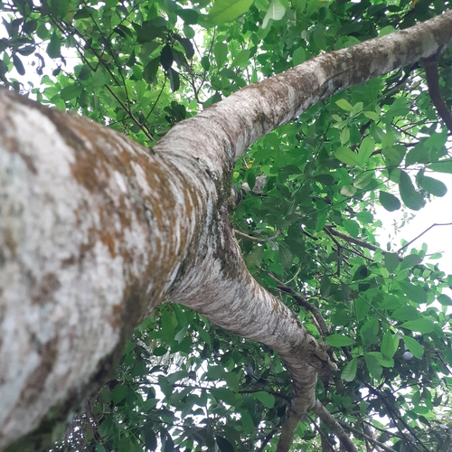 Image of Ilex paraguariensis by (c) Benjamin Bender, some rights reserved (CC BY)