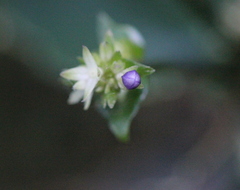 Hedyotis shiuyingiae