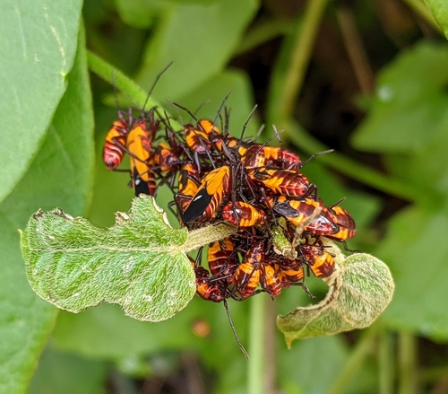 Milkweed Bug