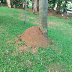 Camponotus punctulatus