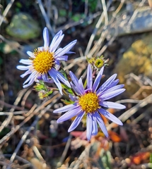 Galatella meyendorffii