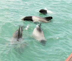 Cephalorhynchus commersonii