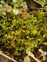 Tortula protobryoides