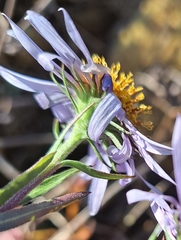 Galatella meyendorffii