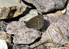 Faunula patagonica