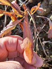 Galatella meyendorffii