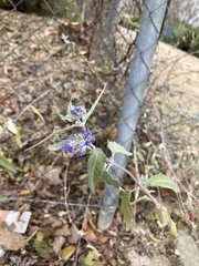 Caryopteris × clandonensis