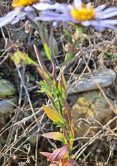 Galatella meyendorffii