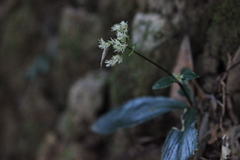 Hedyotis shiuyingiae