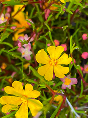 Hibbertia stellaris