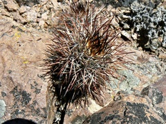 Austrocactus bertinii
