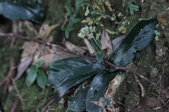 Hedyotis shiuyingiae