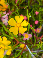 Hibbertia stellaris