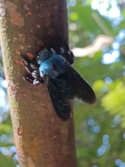 Xylocopa caerulea
