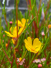 Hibbertia stellaris