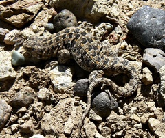 Liolaemus lineomaculatus