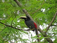 Pteroglossus aracari