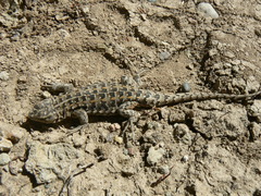 Liolaemus boulengeri