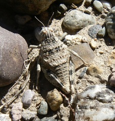 Bufonacris