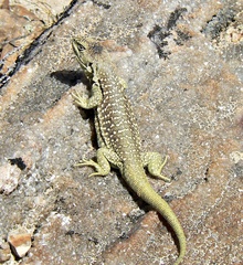 Liolaemus kingii