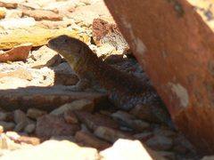 Liolaemus fitzingerii