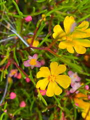 Hibbertia stellaris