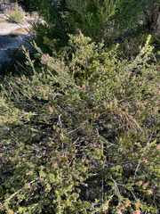 Adenanthos meisneri