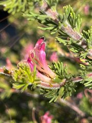 Adenanthos meisneri