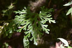 Selaginella fruticulosa