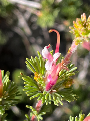 Adenanthos meisneri