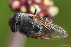 Rhyncomya paradoxa
