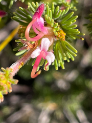 Adenanthos meisneri