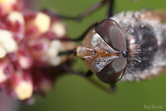 Rhyncomya paradoxa
