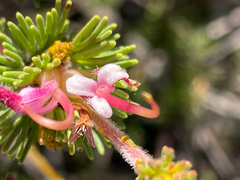 Adenanthos meisneri
