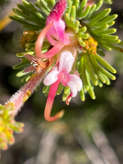Adenanthos meisneri